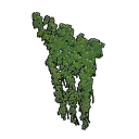 Big Wall Ivy