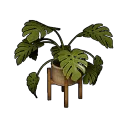 Houseplant Set